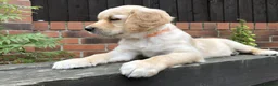 Golden Retriever dogs for sale: KC Reg Dark Red Golden Retriever-100% DNA Tested - Advert 21