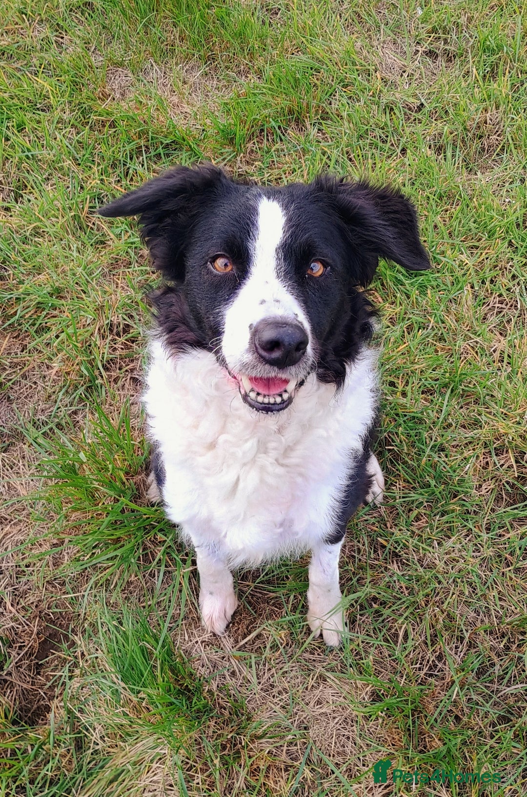 Border Collie dogs for sale: Border Collie  - Image 4