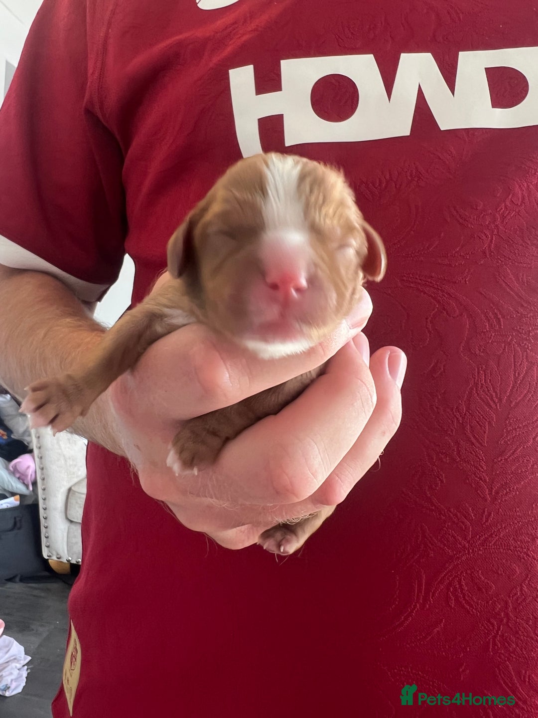 Cavalier King Charles Spaniel dogs for sale: cavalier king charles spaniels  - Image 6