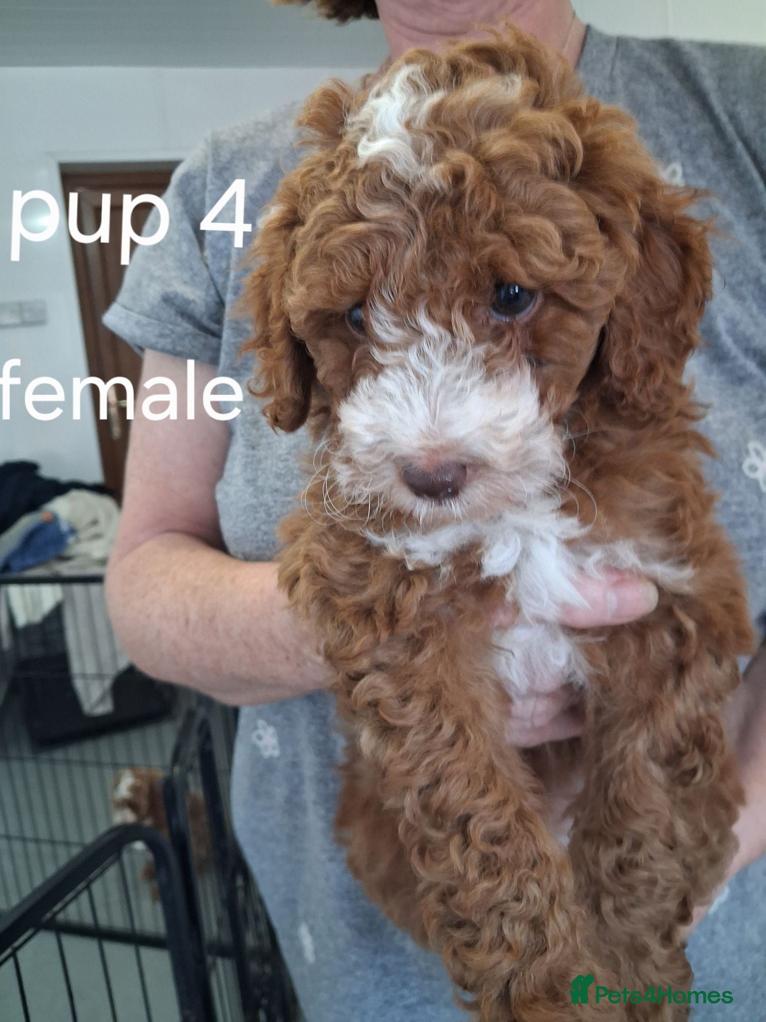 Labradoodle dogs F1B Miniature Labradoodle pups - Advert 5
