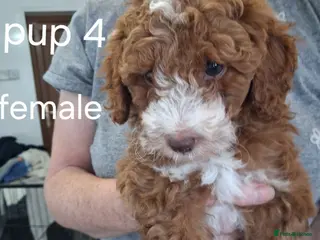 Labradoodle dogs F1B Miniature Labradoodle pups - Advert 5