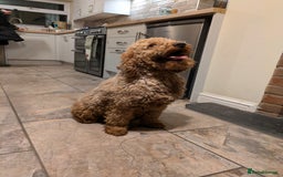 Mixed Breed dogs for sale: Pointer x poodle (pooters) - Image 4