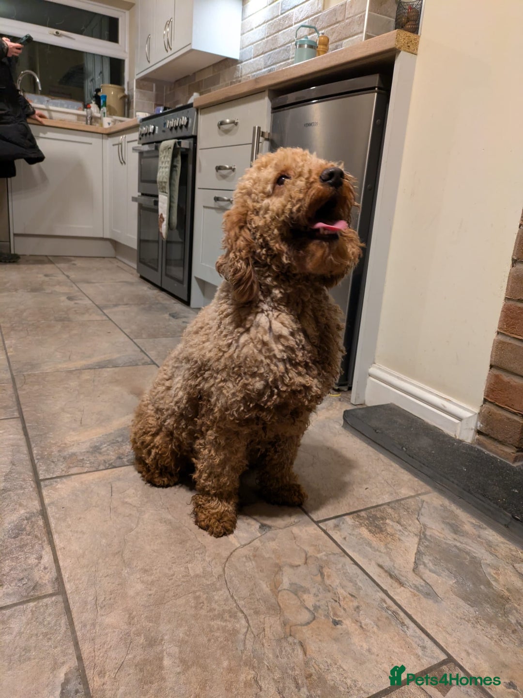 Mixed Breed dogs for sale: Pointer x poodle (pooters) - Image 4
