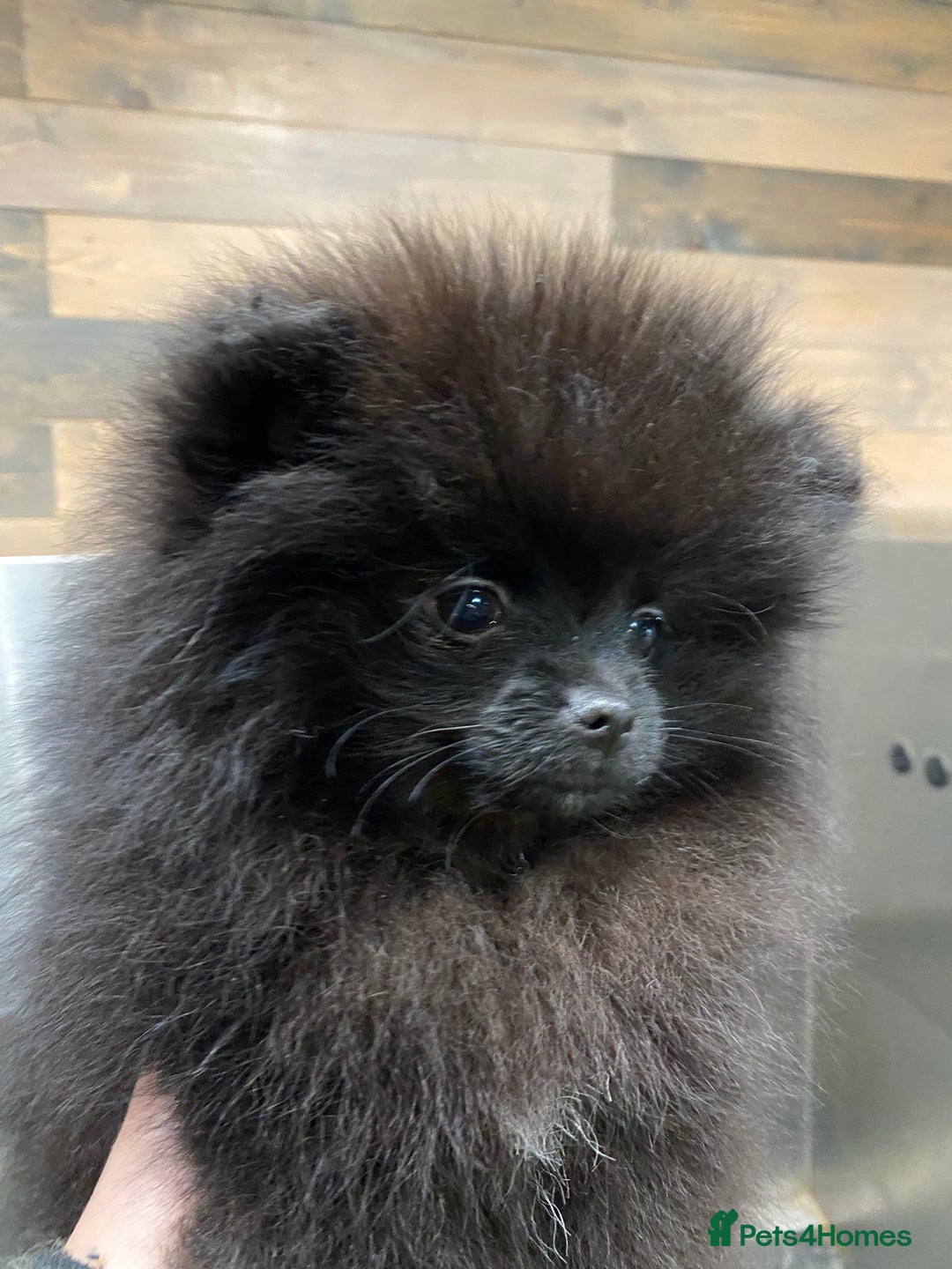 Pomeranian dogs for sale: Super cute sassy poms - Advert 16