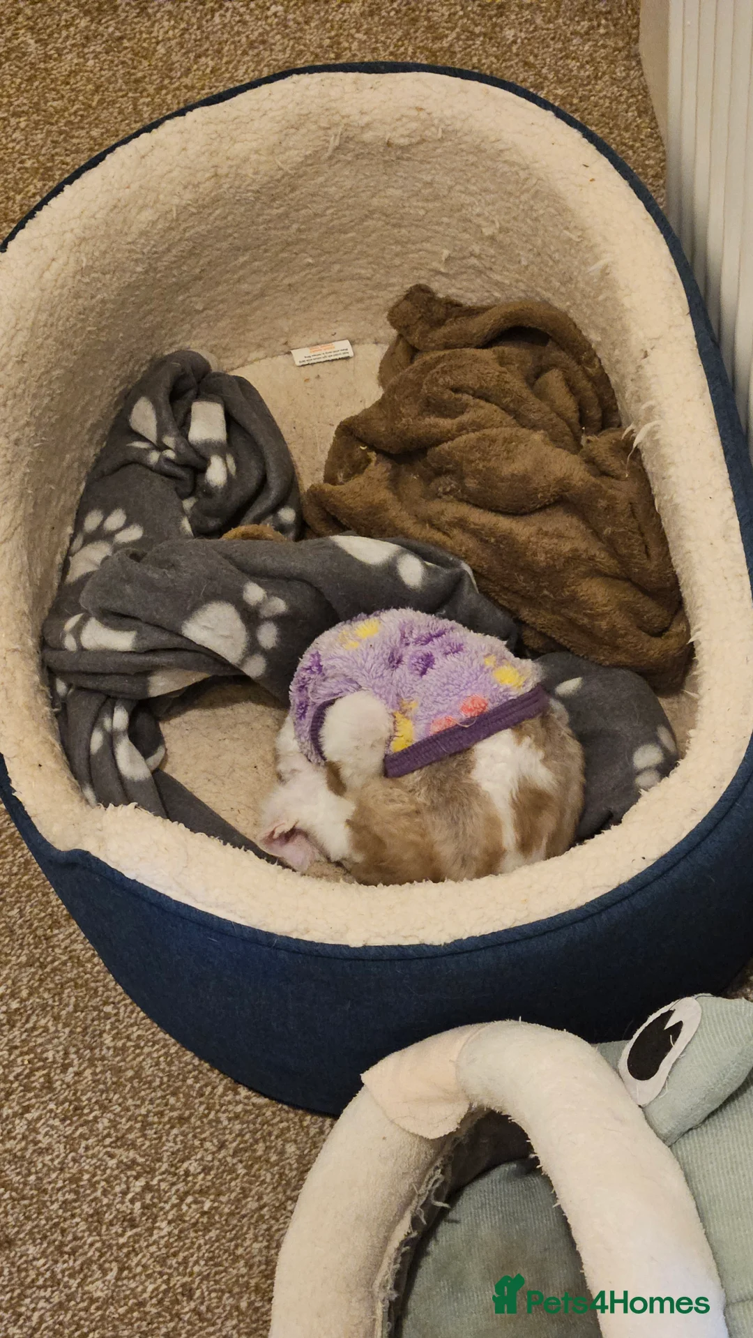 Devon Rex cats for sale: Young intact female devon rex in Greenock - Advert 6