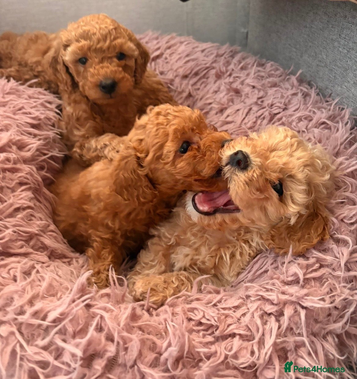 Toy Poodle dogs Asian imported toy poodle 💙 - Advert 2