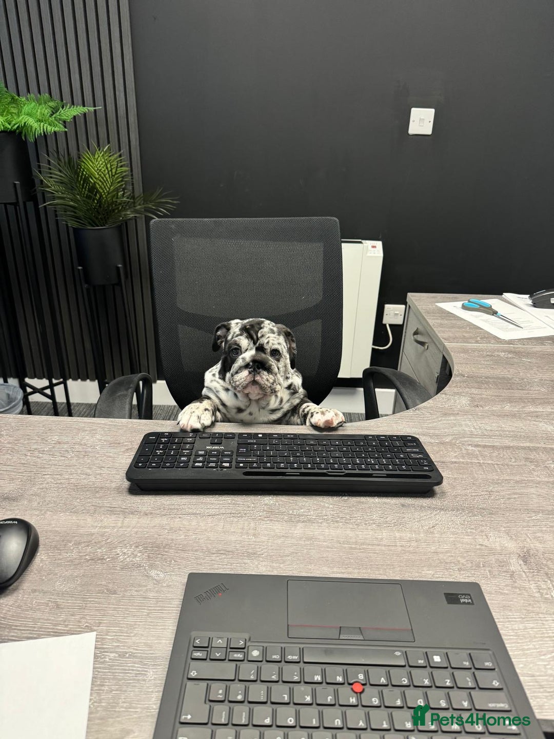 English Bulldog dogs for sale: Black Merle English Bulldog - Image 3
