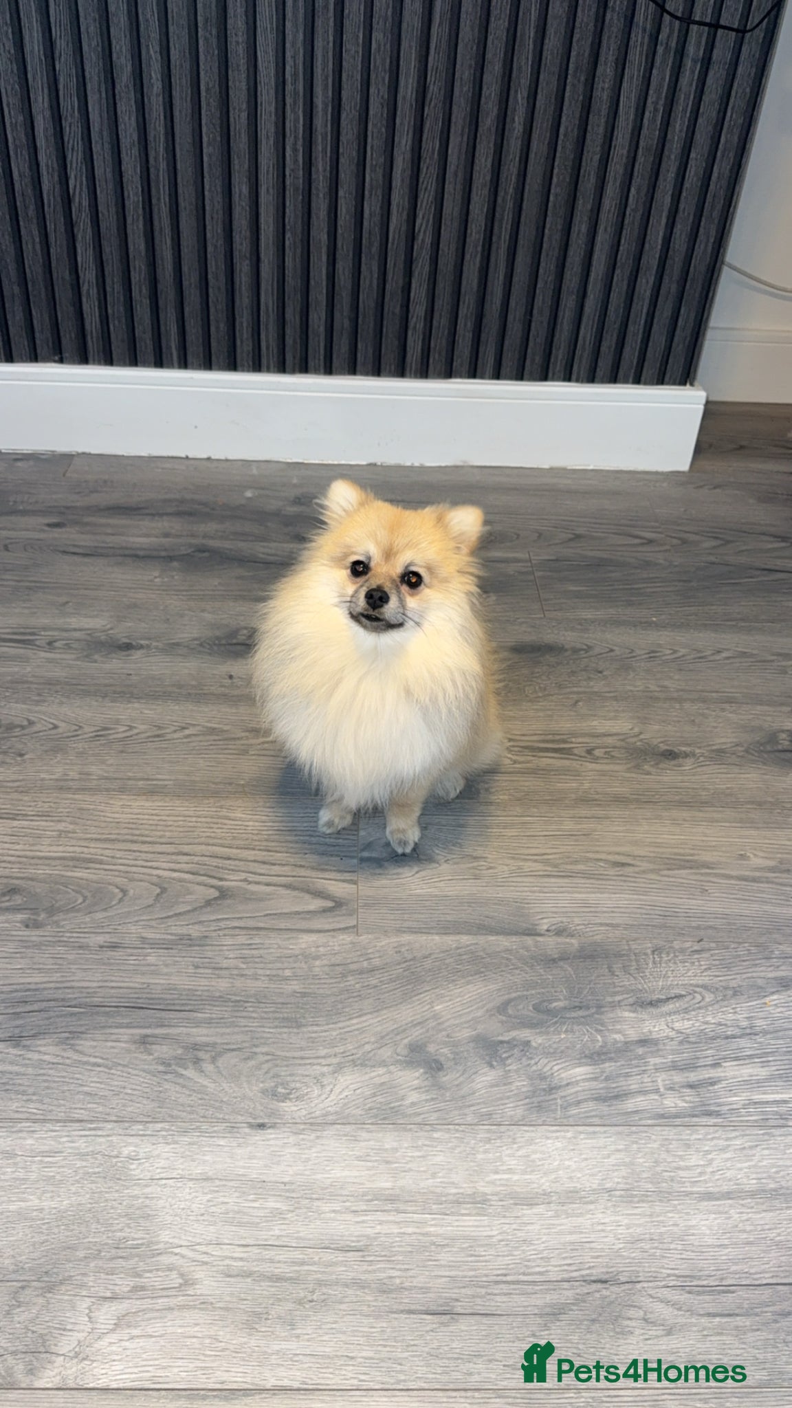 Pomeranian dogs Gorgeous Pomeranian  - Advert 4