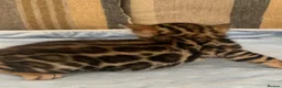 Bengal cats for sale: Beautiful Bengal babies  - Advert 6