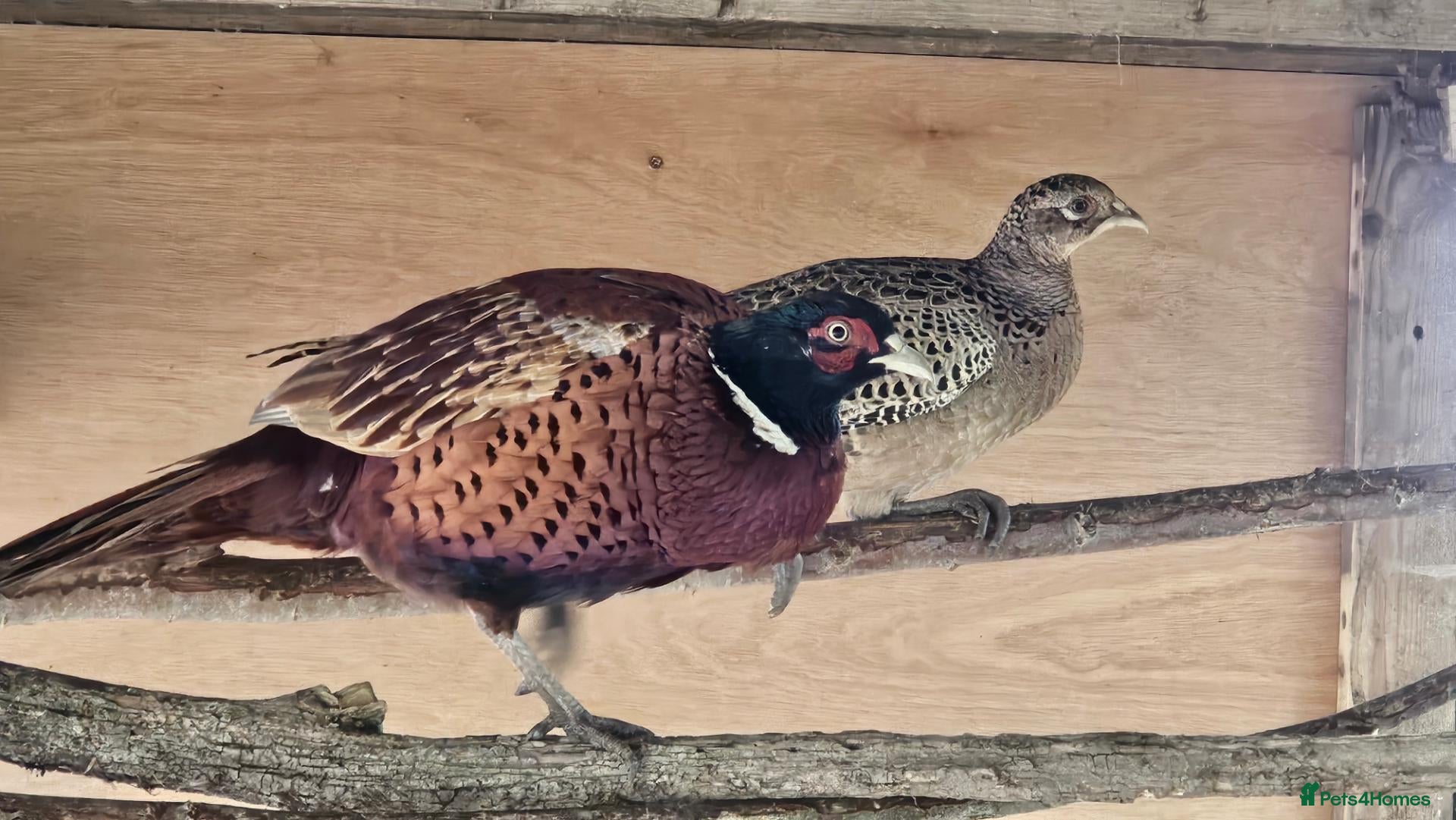 Pheasants poultry for sale: Ringneck Pheasants - Advert 1