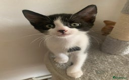 British Shorthair cats for sale: Beautiful Ginger, calico and tuxedo kittens - Image 5