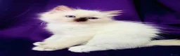 Ragdoll cats for sale: GCCF registered Ragdolls - Advert 3