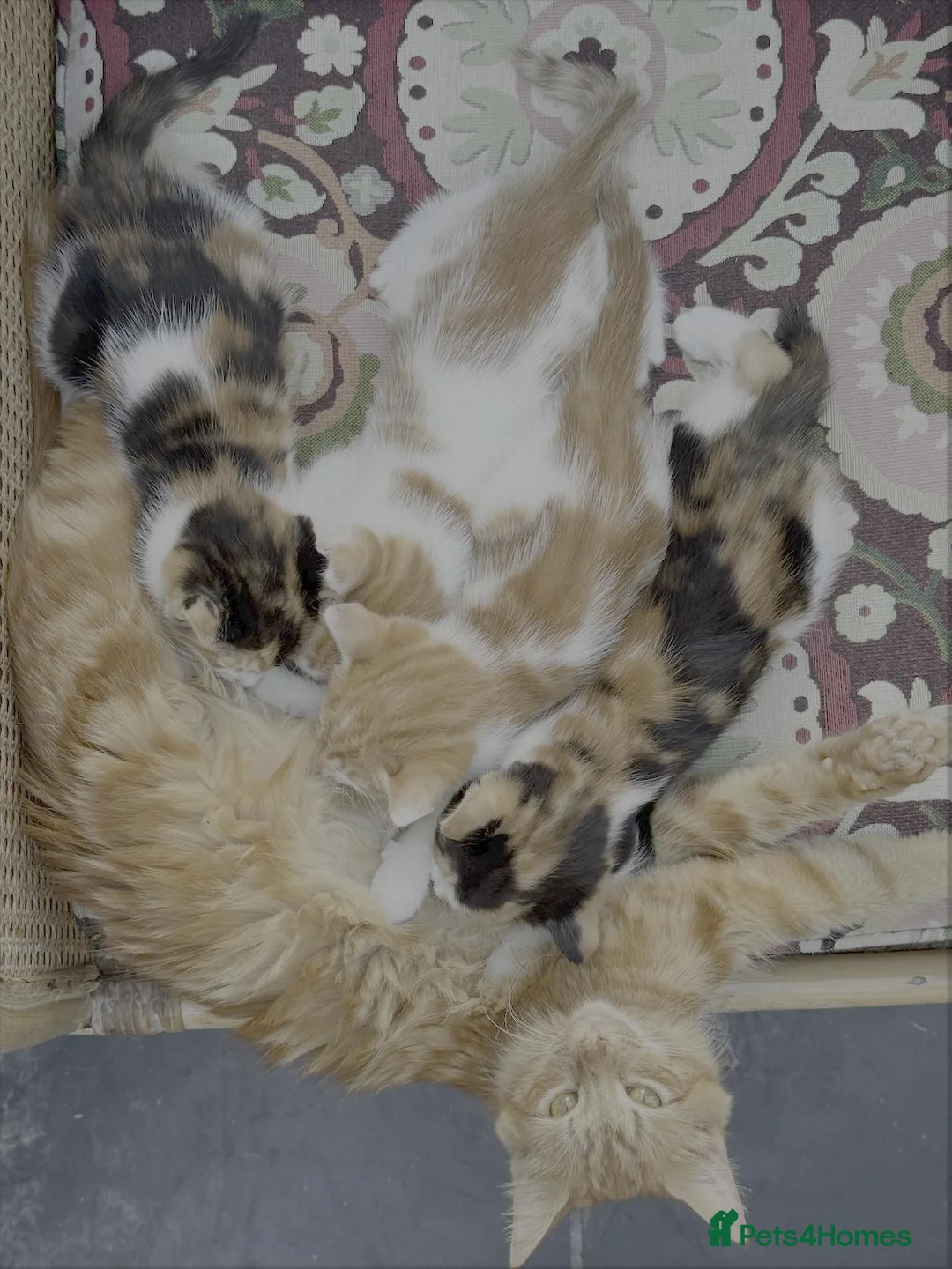 British Longhair cats for sale: Two ginger and white male kittens  - Advert 1