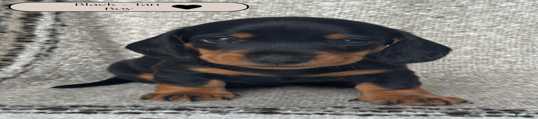 Black + Tan Boy