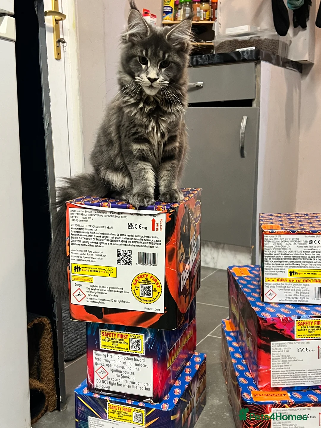 Maine Coon cats for sale: Beautiful Maine coon  - Advert 1