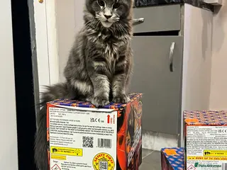 Maine Coon cats Beautiful Maine coon - Advert 7