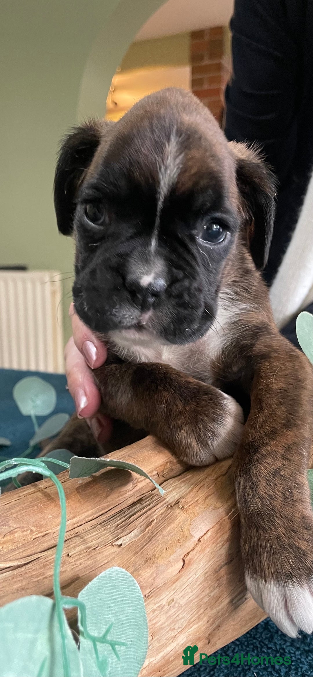 Boxer dogs for sale: ASTONISHING KC REGISTERED BOXER PUPPIES!  - Image 23