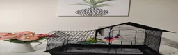 Budgerigars birds for sale: Ben and Bella  in London - Advert 3