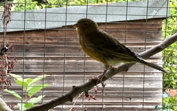 Canaries birds for sale: Canaries  - Image 8