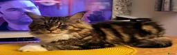 Maine Coon cats for sale: Maine coon - Advert 3