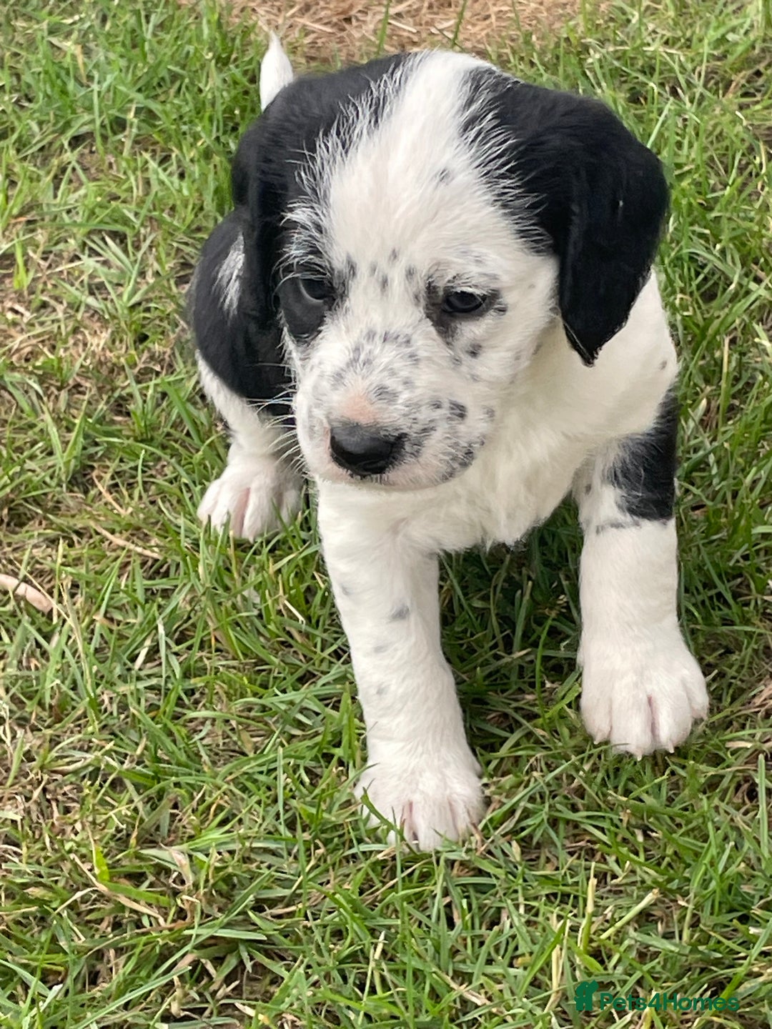 Mixed Breed dogs for sale: Rare Dalmadoodle puppies 🐶 🩷  - Image 10