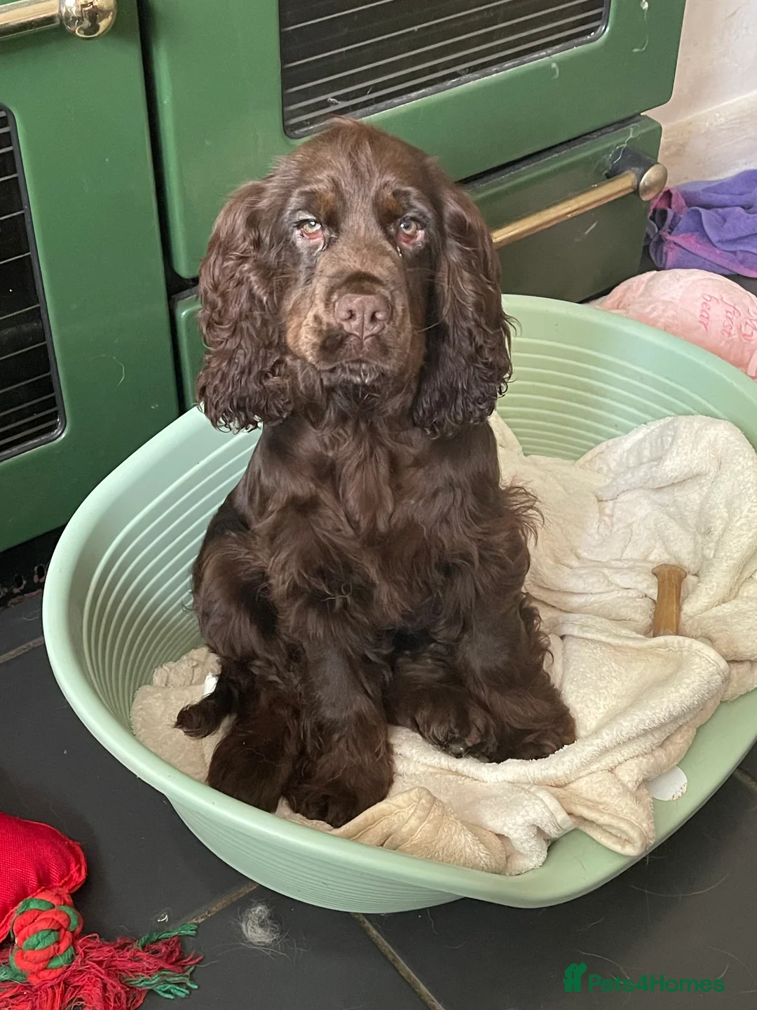 Cocker Spaniel dogs for sale: Beautiful Show type cocker  - Advert 2