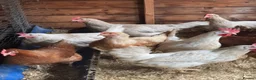Chickens poultry for sale: Chickens and eggs!! - Advert 2