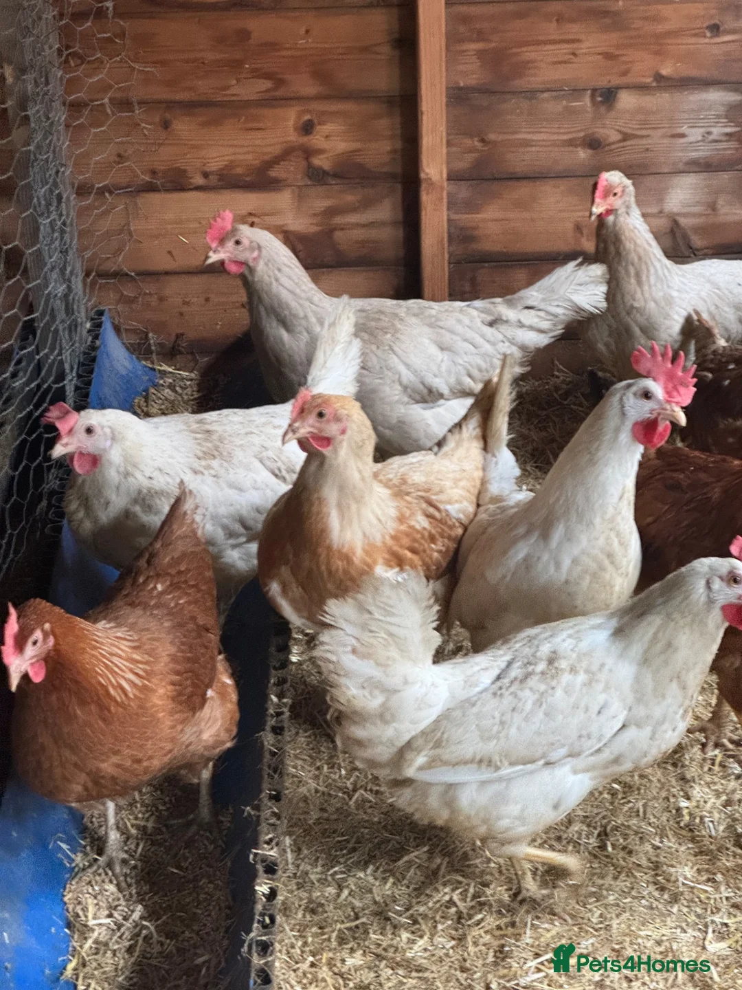 Chickens poultry for sale: Chickens and eggs!! - Advert 2