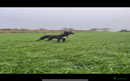 Lurcher dogs for sale: Lurcher pup - Image 5