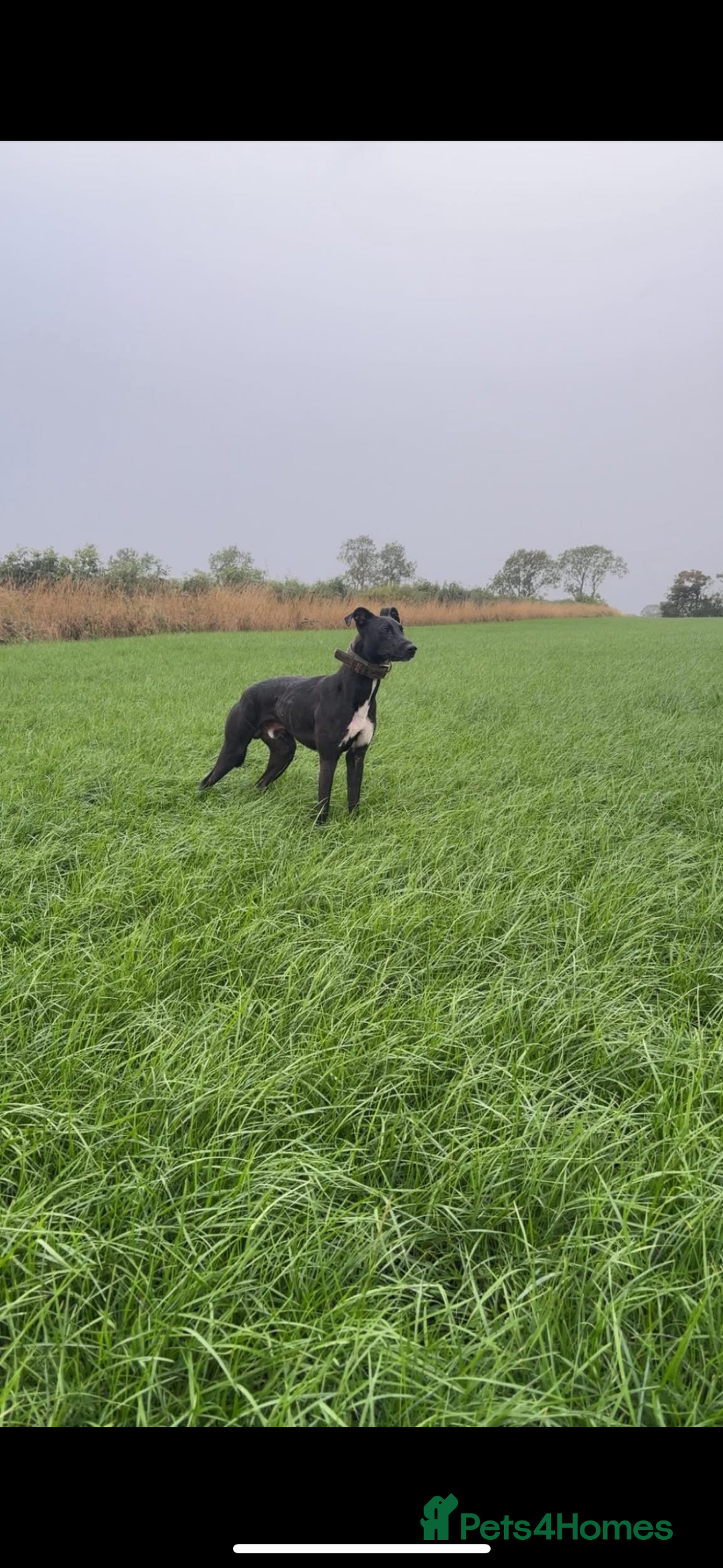 Lurcher dogs for sale: Lurcher pup - Image 5