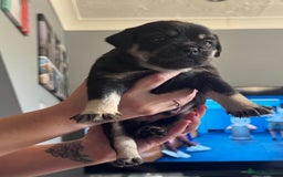 Mixed Breed dogs for sale: French Bulldog/Manchester Terrier hybrid. - Image 1