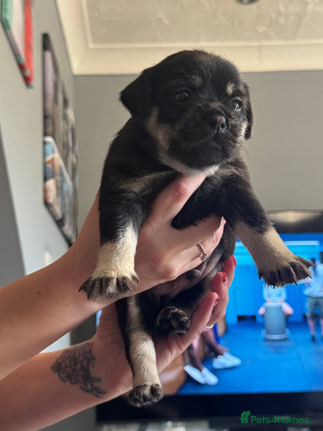 Mixed Breed dogs for sale: French Bulldog/Manchester Terrier hybrid. - Image 1