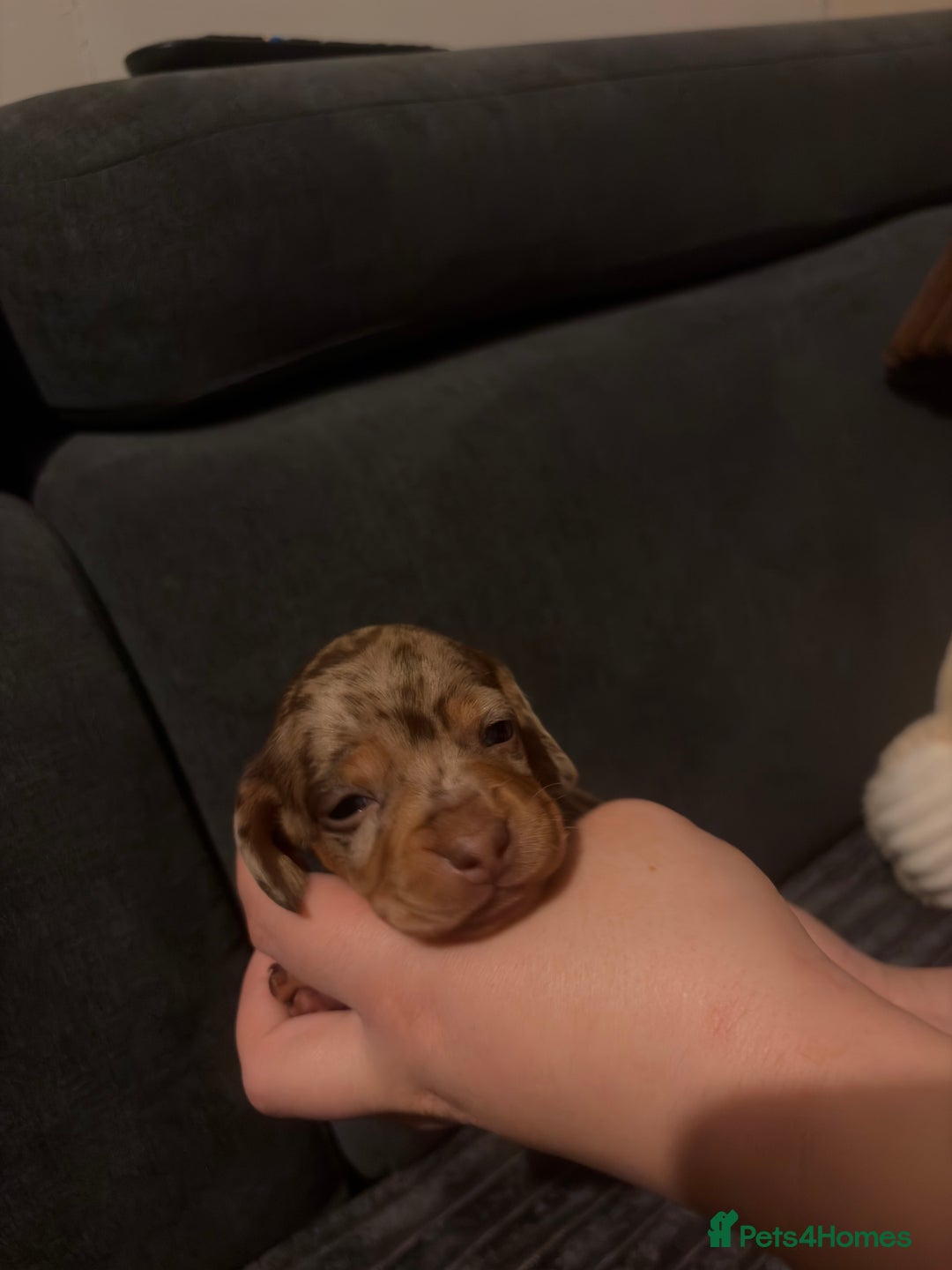 Miniature Dachshund dogs for sale: 🐾 Miniature Dachshund Puppies KC Registered  - Advert 14