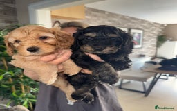 Cockapoo dogs for sale: 6 Stunning Cockapoos ✨ AVAILABLE NOW ✨ in Stalybridge - Image 11