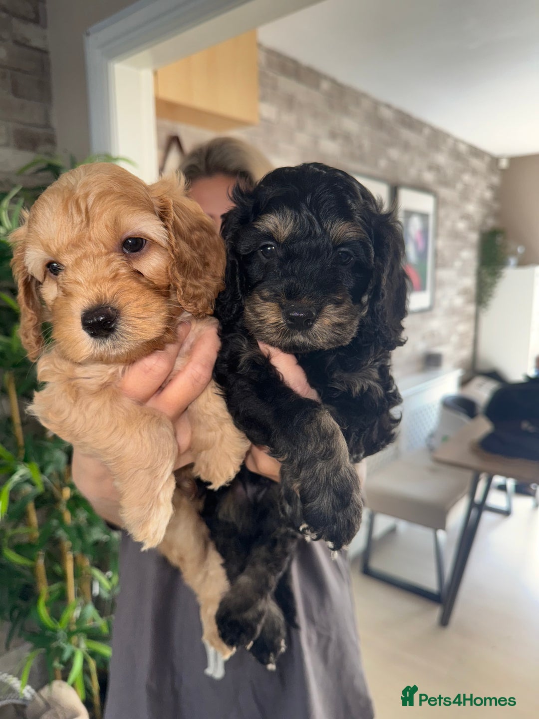 Cockapoo dogs for sale: 6 Stunning Cockapoos ✨ AVAILABLE NOW ✨ in Stalybridge - Image 11