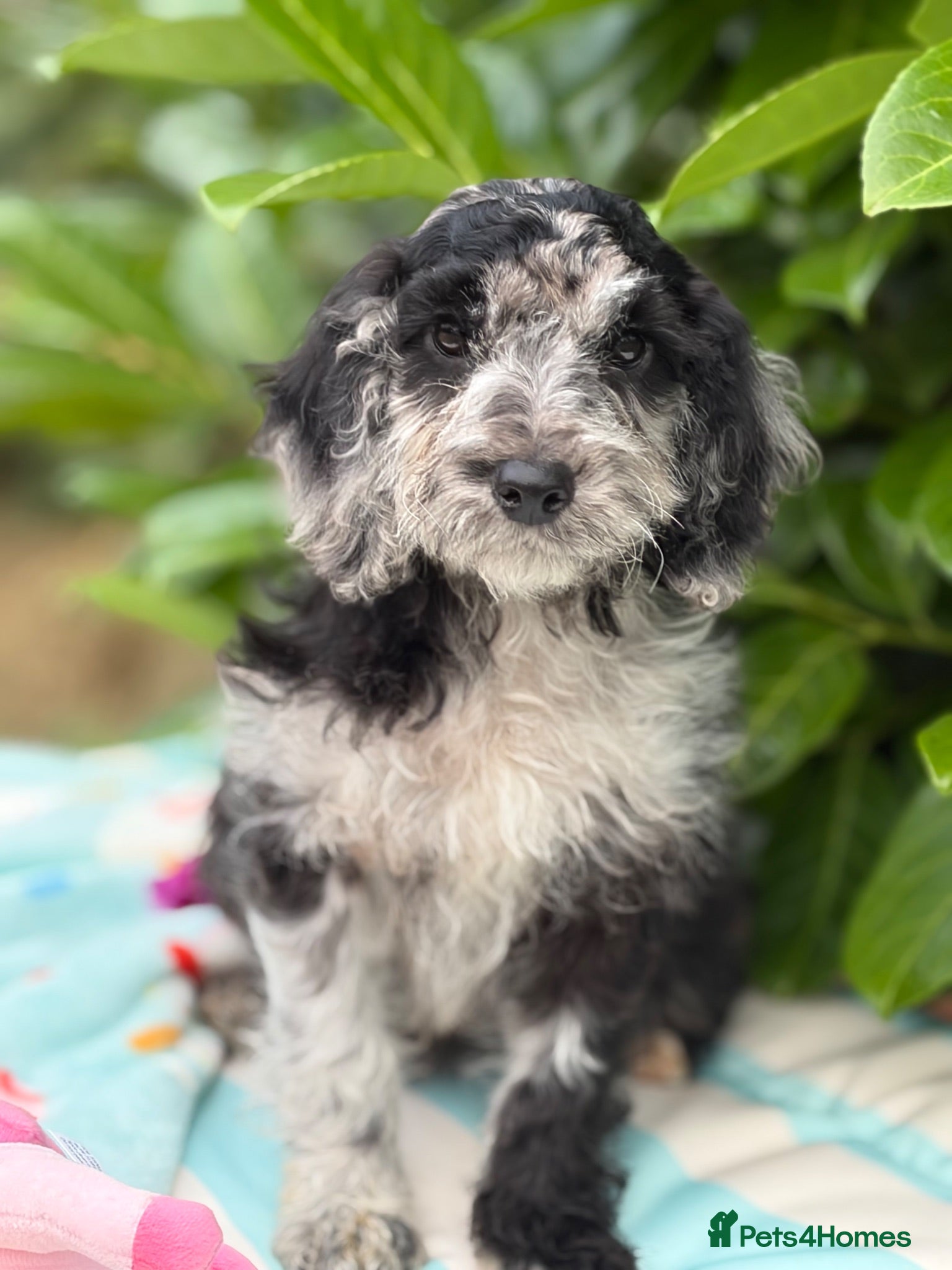 Cavapoo dogs 🌸 REDUCED READY NOW FEMALE  🌸 - Advert 5