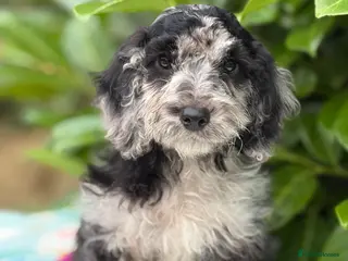 Cavapoo dogs 🌸 REDUCED READY NOW FEMALE 🌸 - Advert 5
