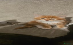 Mixed Breed cats for sale: Mixed kittens x 3  - Image 8