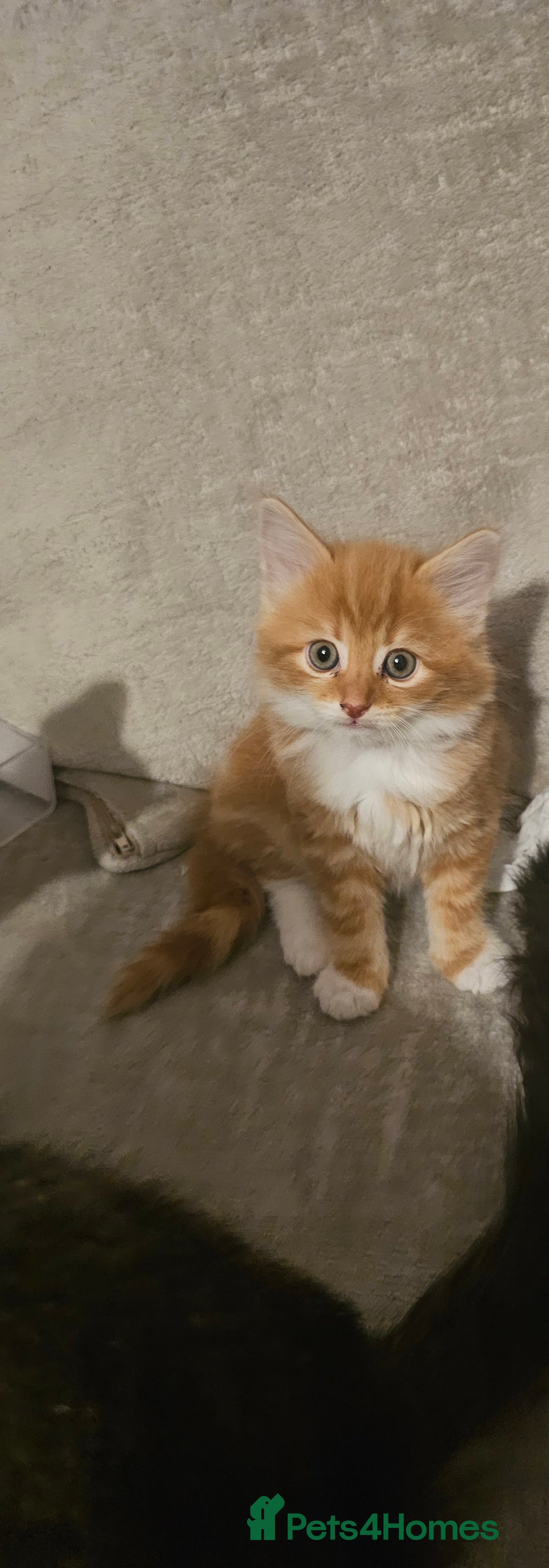 Mixed Breed cats for sale: Mixed kittens x 3  - Image 8
