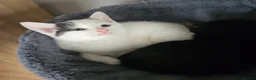 Mixed Breed cats for sale: Sweet cats looking for a good house - Advert 8