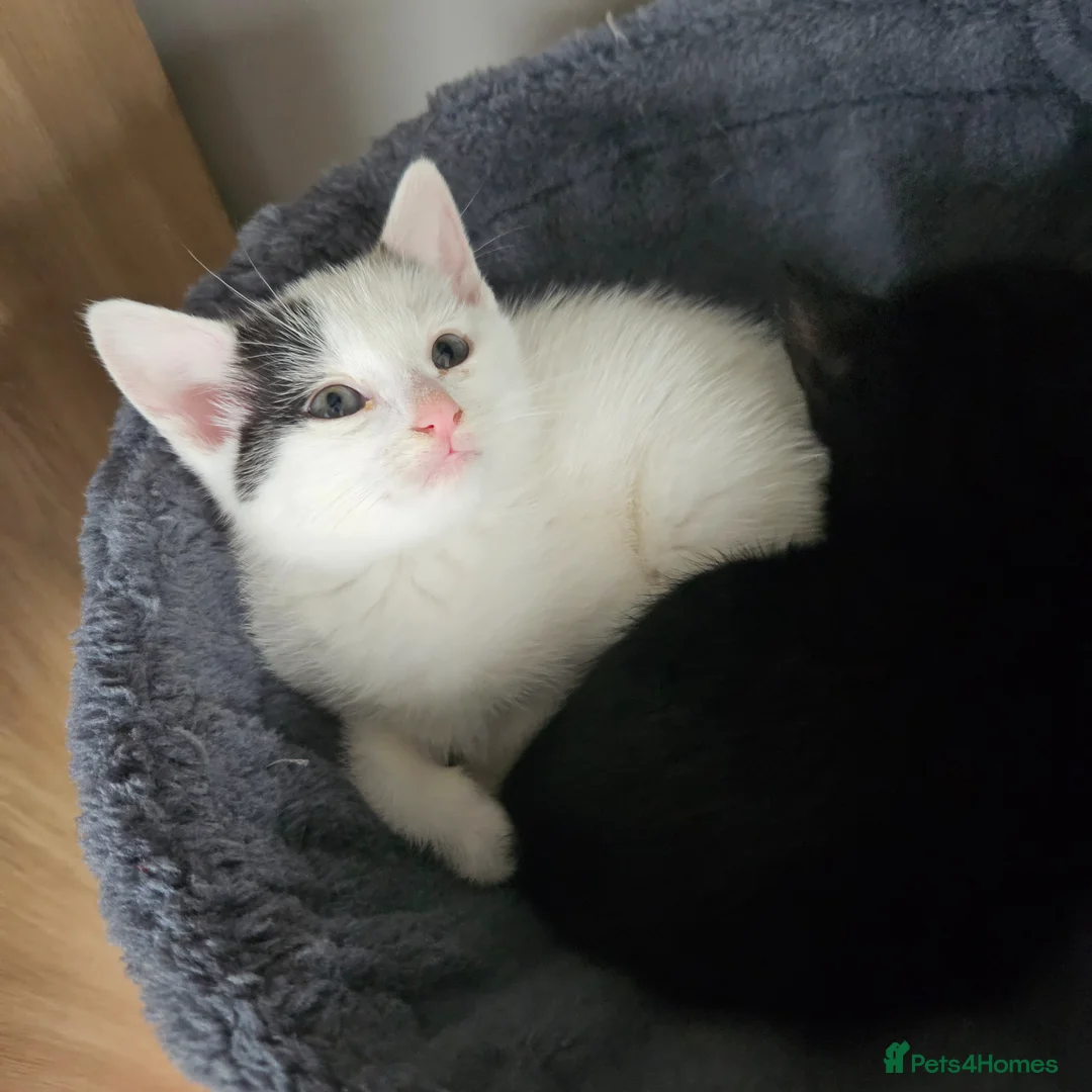 Mixed Breed cats for sale: Sweet cats looking for a good house - Advert 8