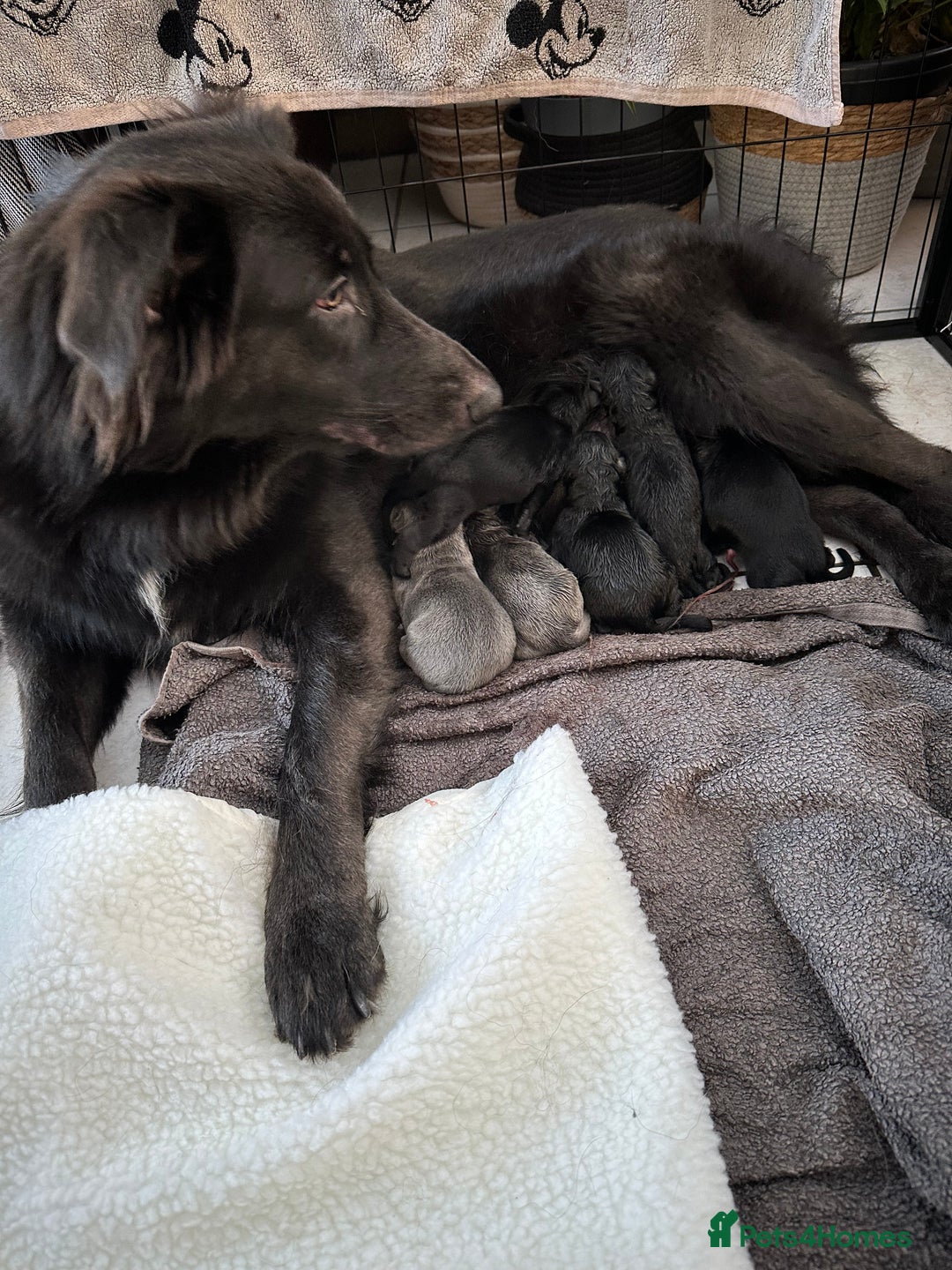 German Shepherd dogs for sale: Beautiful Blue and Black GSD puppies - Advert 1