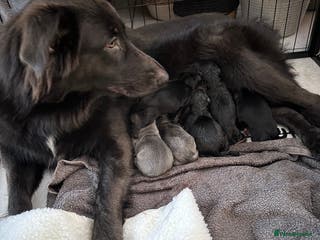 German Shepherd dogs Beautiful Blue and Black GSD puppies - Advert 3