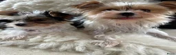 Biewer Terrier dogs for sale: Biewer terrier puppy  - Advert 4
