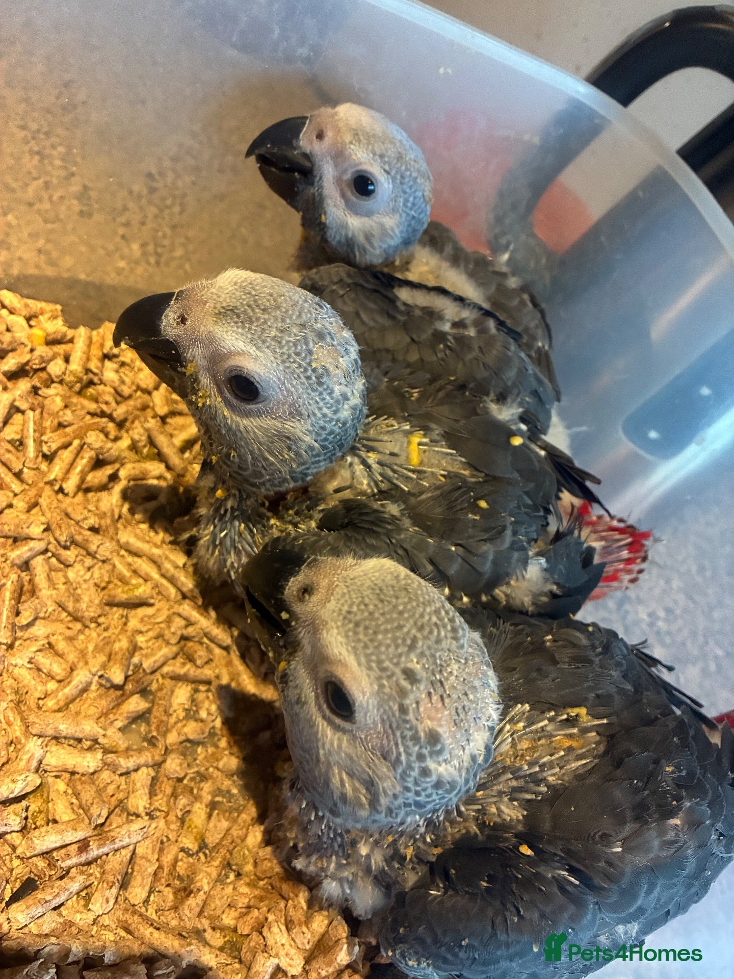 Parrots birds baby tame african greys - Advert 1