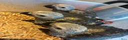 Parrots birds for sale: baby tame african greys - Advert 1