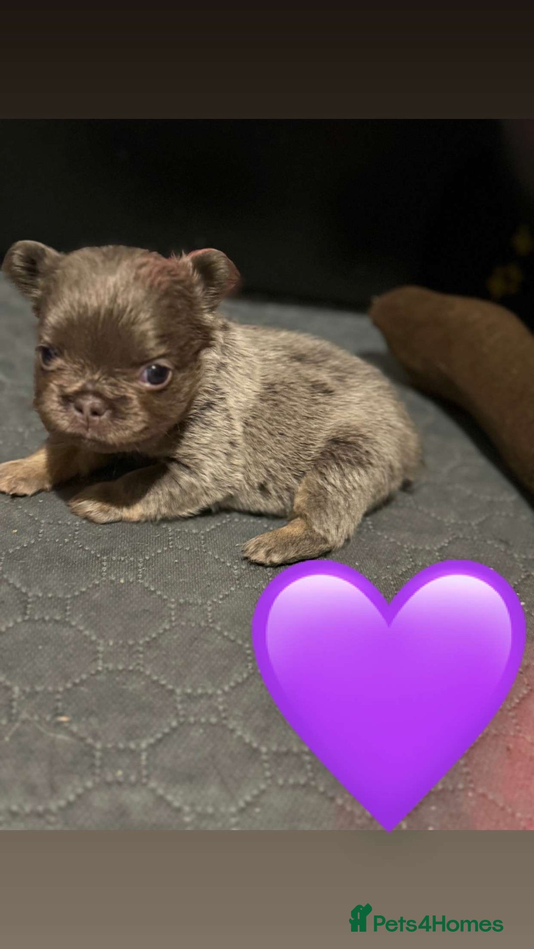 French Bulldog dogs for sale: *FLUFFY FRENCHIE’S* - Image 18