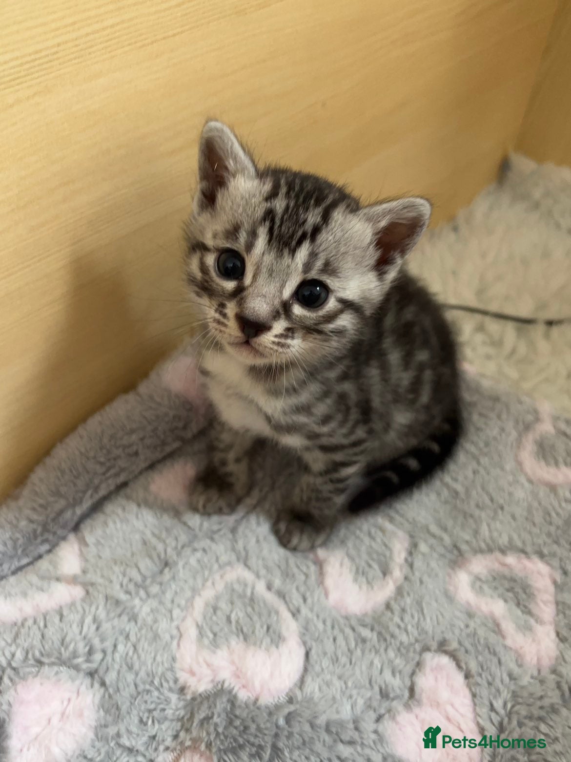 Bengal cats 🌟6 x CHAMPION BENGALS KITTENS🌟 - Advert 6