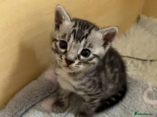 Bengal cats 🌟6 x CHAMPION BENGALS KITTENS🌟 - Advert 6