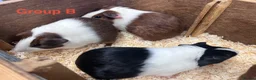 Guinea Pig rodents for sale: Young Male / Boar Dutch Guinea pigs - Advert 14